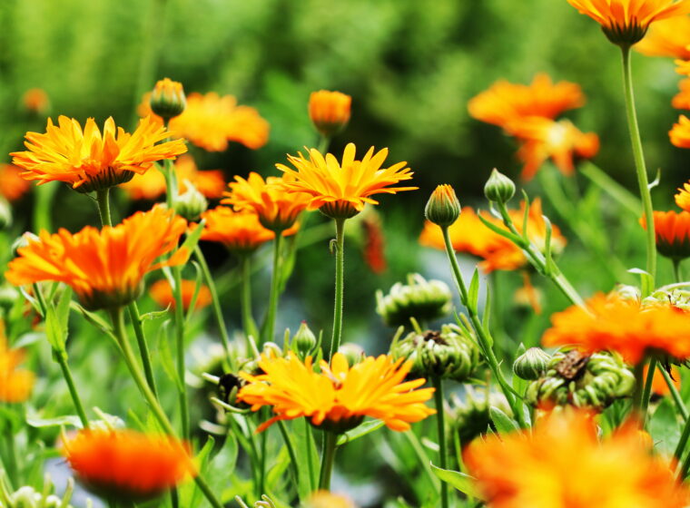 Orange Pot Marigold Blossom